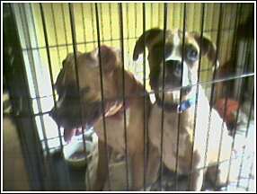 Jailbirds