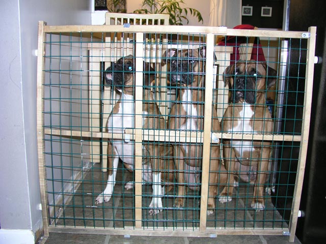 Jailed
