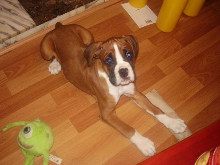 Jake age 12 weeks