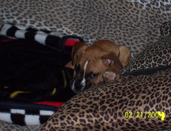 Jake all tucked in