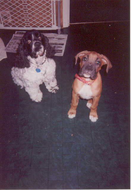Jake and Bosco