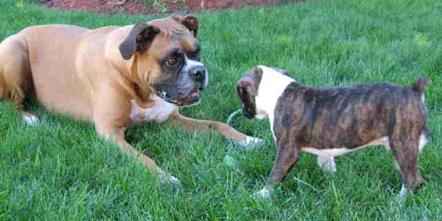 Jake and Harley
