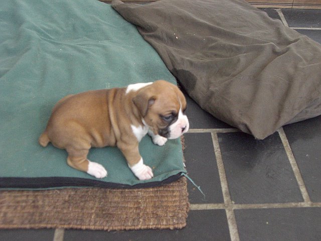 Jake at 5 Weeks
