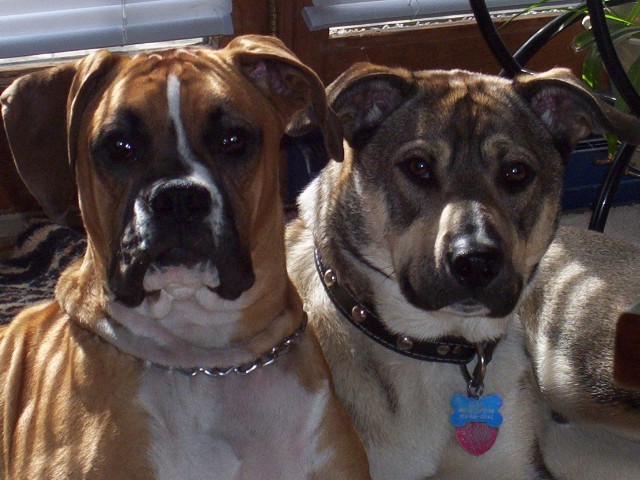 Jake & Duke