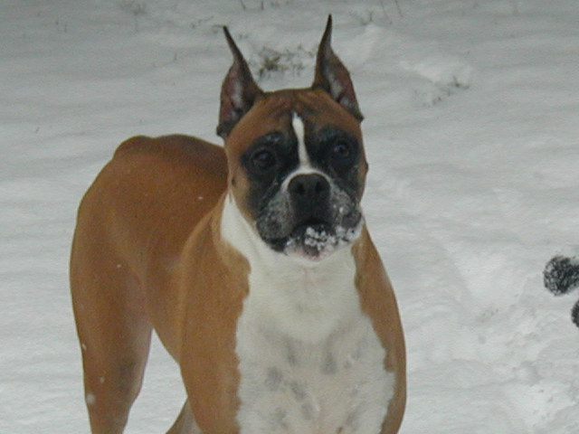 jake eating snow