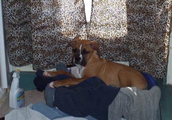 Jake in laundry basket