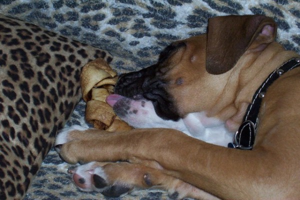 Jake licking his bone
