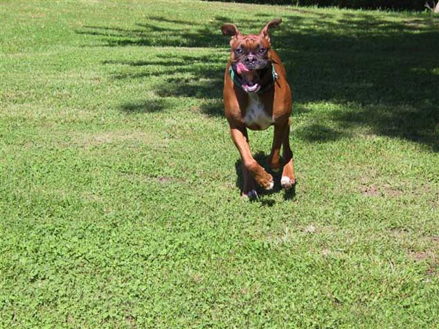 Jake running