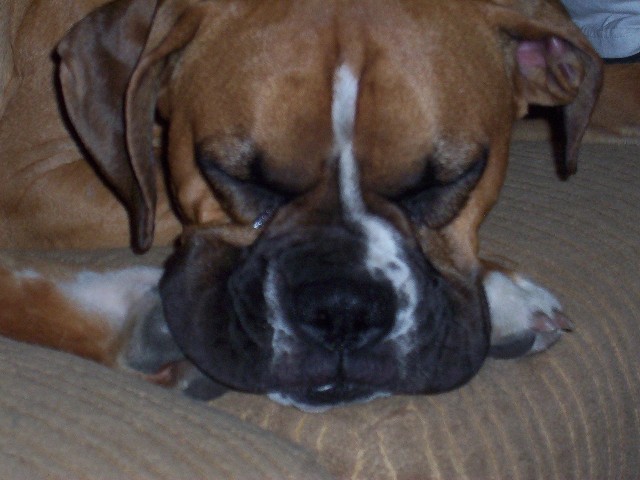 Jake Snoozing