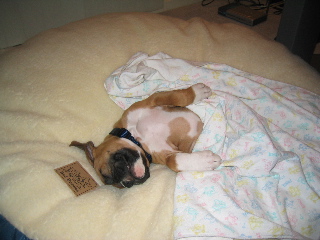 Jake Taking A Nap