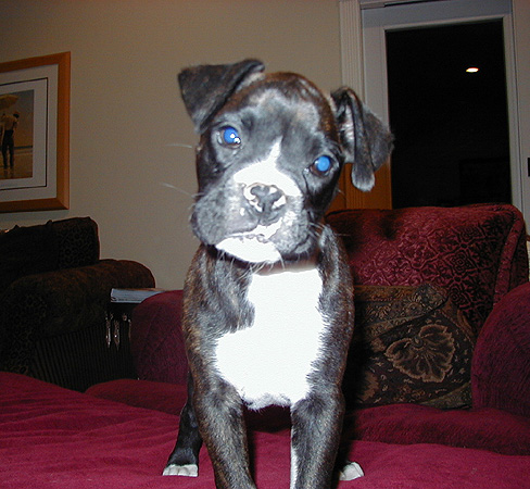Jake - The New Guy at 8 1/2 weeks