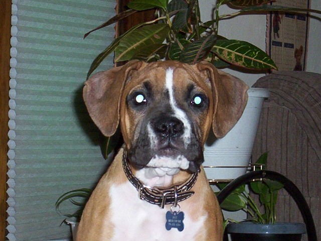 Jake