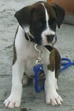 jake