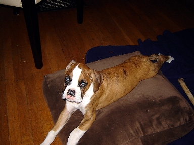 Jake11wks