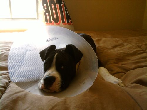 jakecone