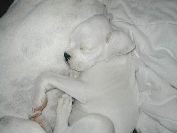 Jake's a Big Pillow