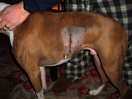 Jake's Histiocytoma Removal