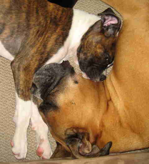 Jakey and Harley