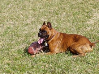 Jakin with his football