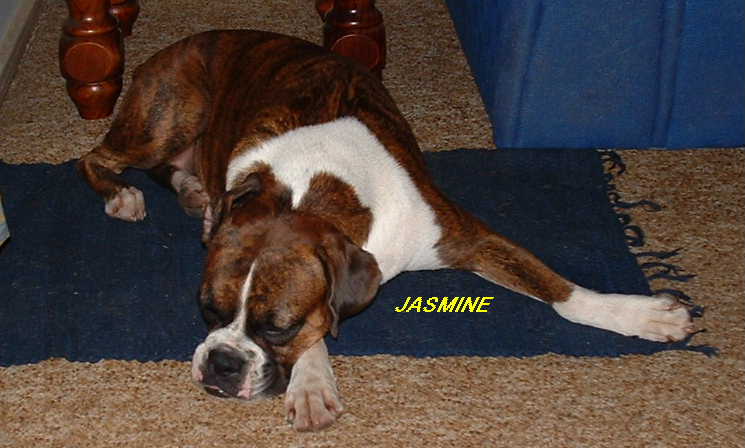 Jasmine