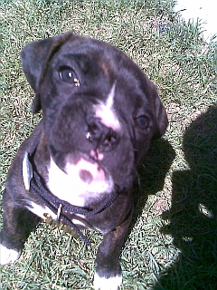 Jasper.... again...