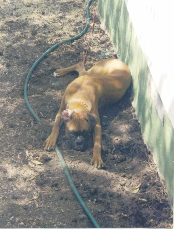 Jasper, aka Jazz