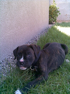 Jasper