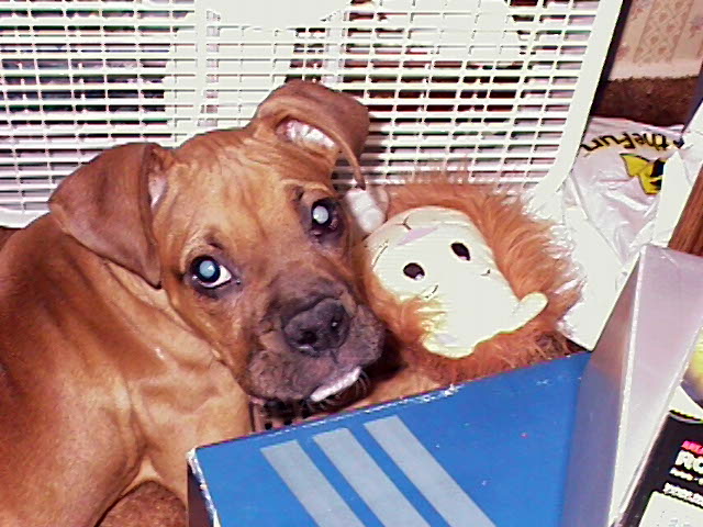jasper's new toy