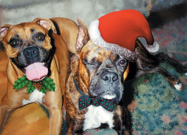 Java and Jojo at Christmas