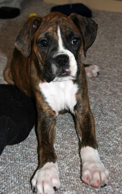 Java at 11 weeks