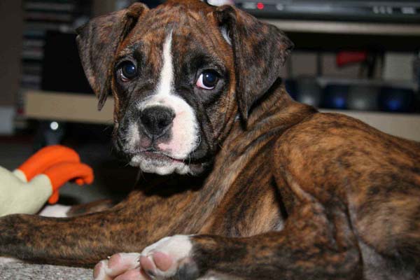 Java at 9 weeks