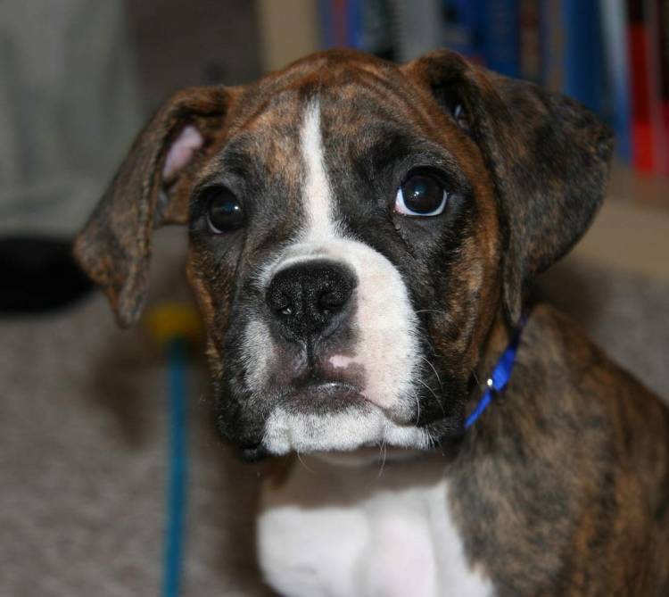 Java's head shot