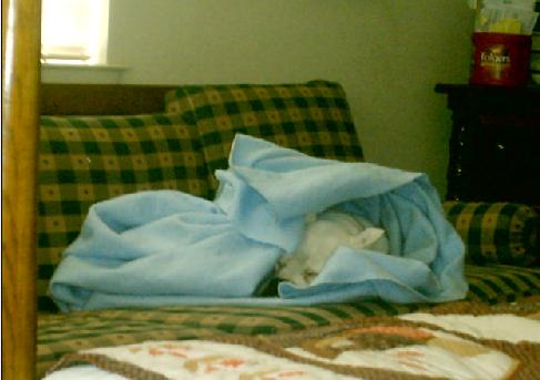 Jax and his Blankie