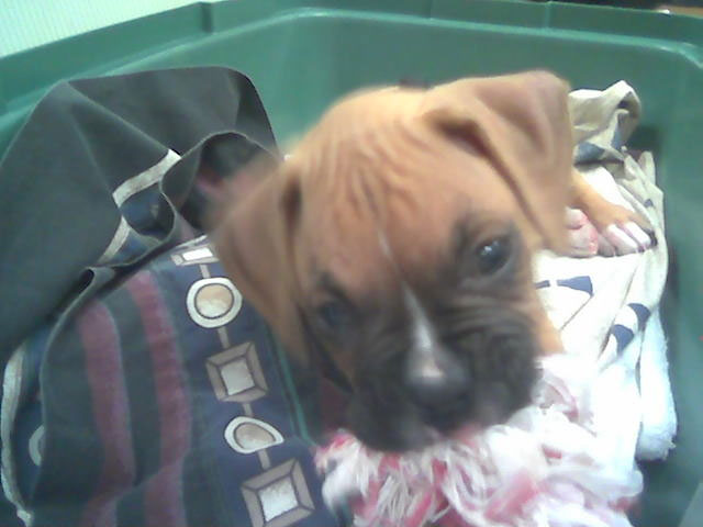 Jax