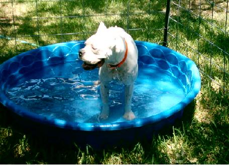 Jaxes Pool