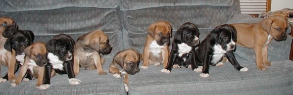 Jax's litter Mates1