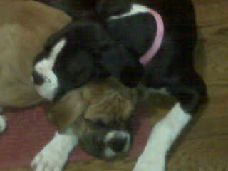 Jaxson and Stella