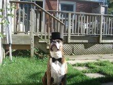 Jaxson with tophat and bowtie-handsome boy!