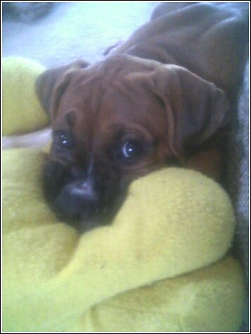 Jaz_13_weeks_11