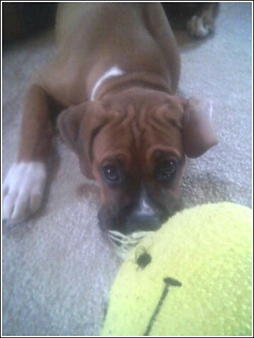 Jaz_13_weeks_2