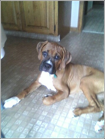 Jaz_13_weeks_3