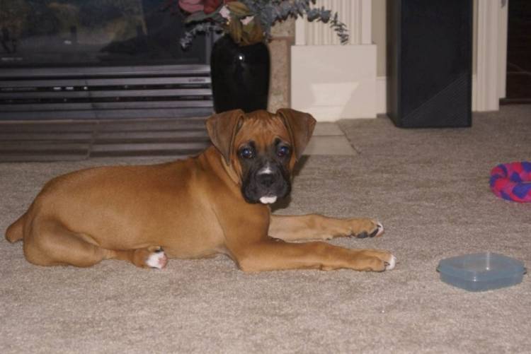 jazmine at 5 months