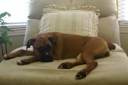 jazmine at 7 months