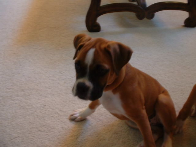 Jazz 13 wks