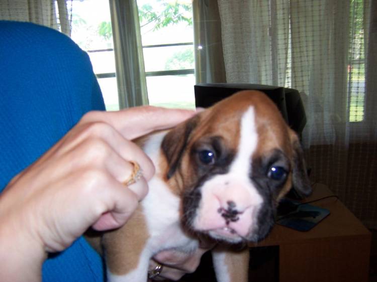 Jazzy when we pick her from the litter..... 4 weeks old