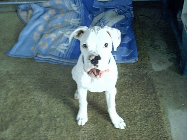 JC 6 months old