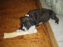 Jedi and a huge bone