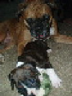 Jedi Playing w/Diesel