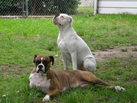 Jersey and Dakota enjoying a calm moment