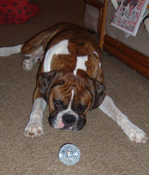 Jersey and Xmas Ball